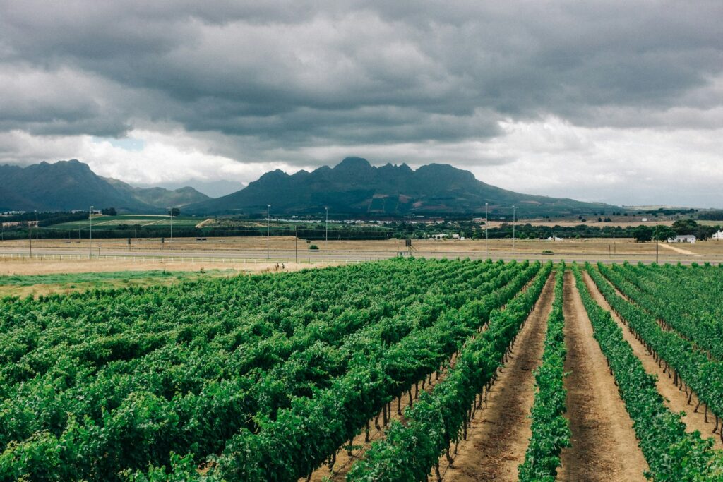 Stellenbosch Südafrika Weinberg