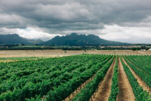 Stellenbosch Südafrika Weinberg