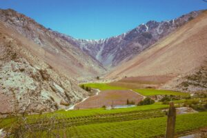 Weinberge Chile