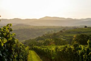 Wachau Österreich Weinberge