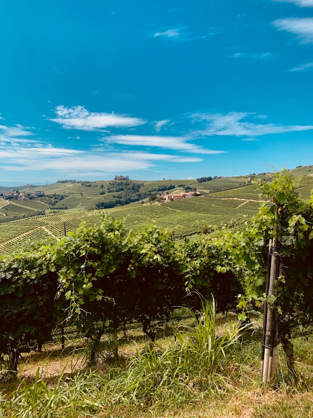 Barolo Italien Weinberg
